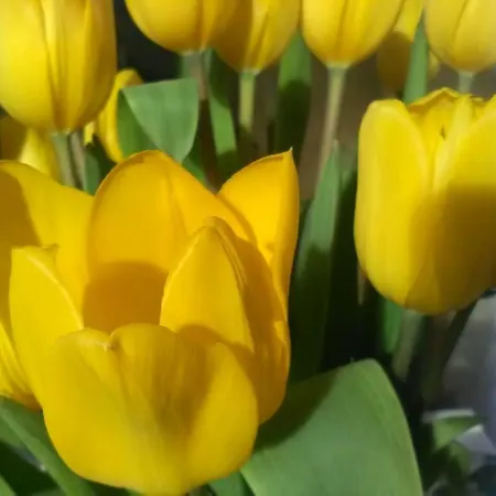 Il Tulipano Bed and Breakfast